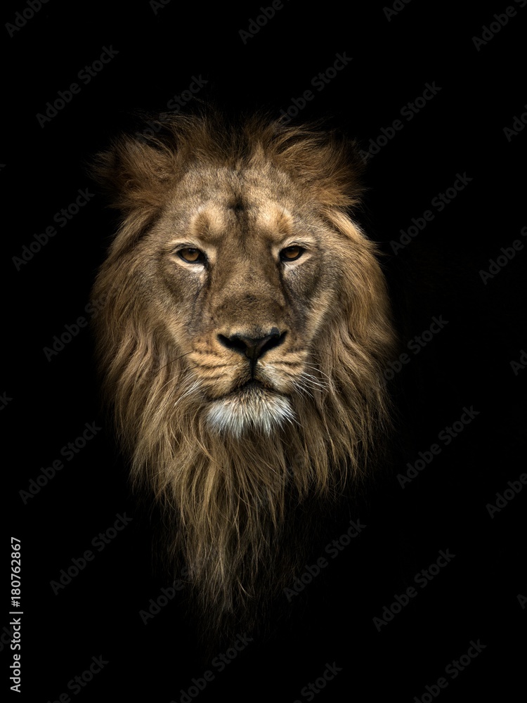 PANTHERA LEO PERSICA, Persian lion