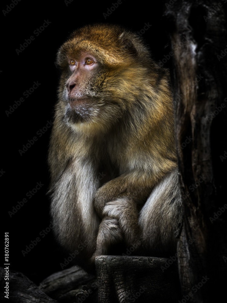 Fototapeta premium Macaca sylvanus, The Barbary macaque