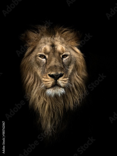 PANTHERA LEO PERSICA  Persian lion
