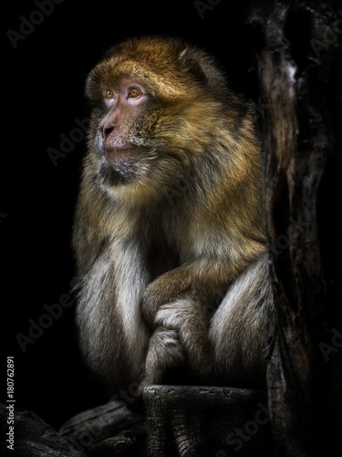 Macaca sylvanus, The Barbary macaque