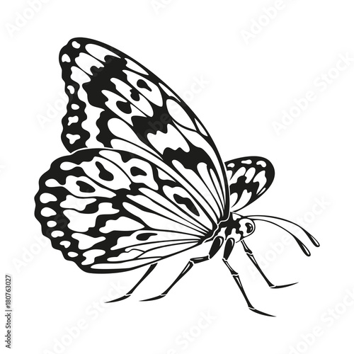 Icon of butterfly silhouette on the white background.