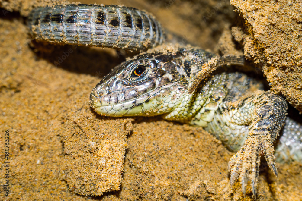 portrait of a lizard close-up portrait of a lizard close-up