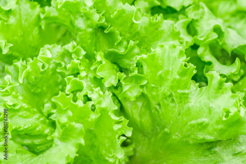 green fresh lettuce background texture