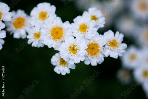 Bunch of Chamomile Flowers