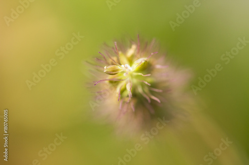 Flower detail