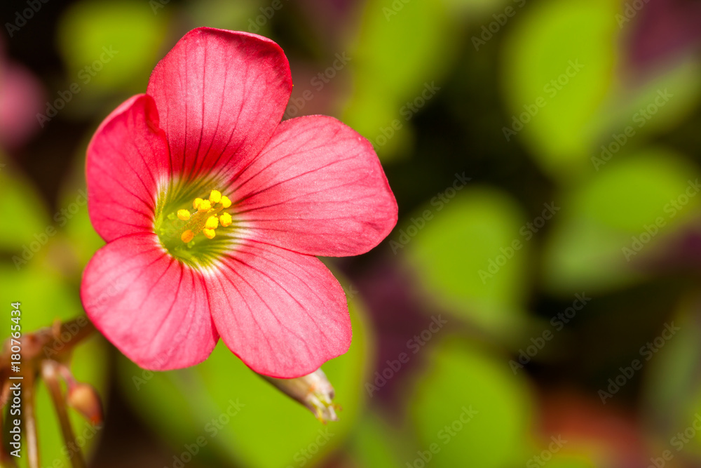 Four leaf clover flower trefoil Trifolium Four leaf clover flower trefoil Trifolium