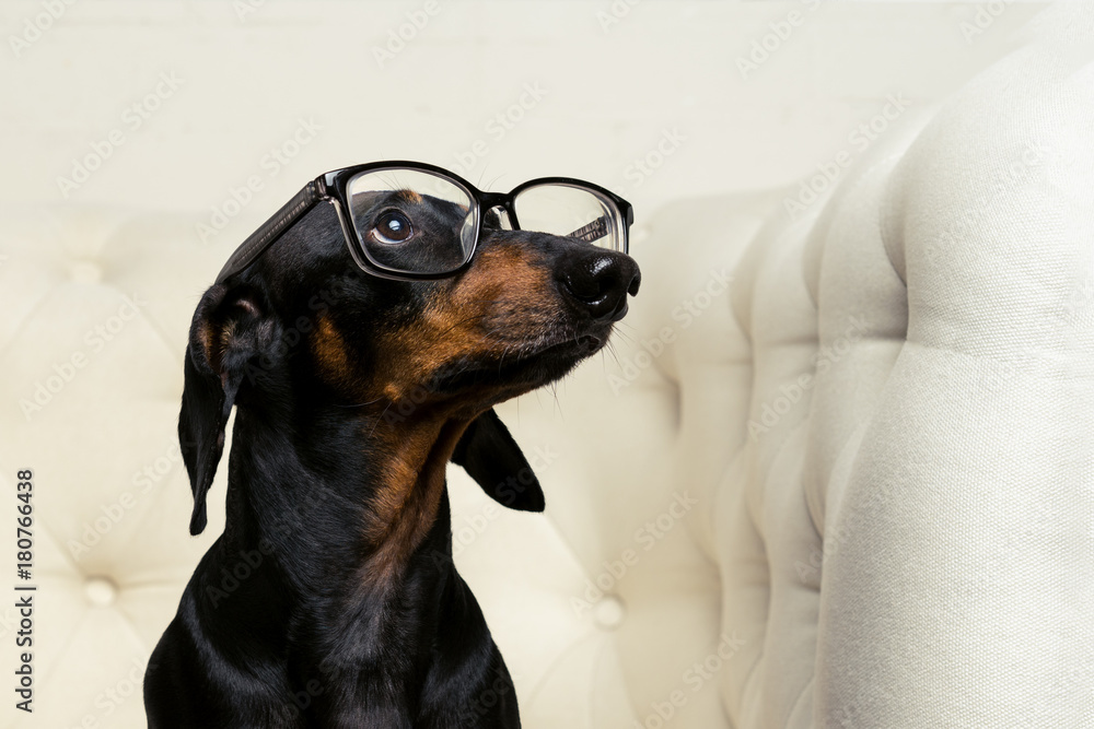close-up dog dachshund breed, black and tan, with black glasses in his eyes sits in a white armchair and looks up.