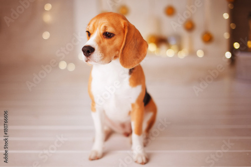 Beautiful beagle dog sitting near the Christmas tree