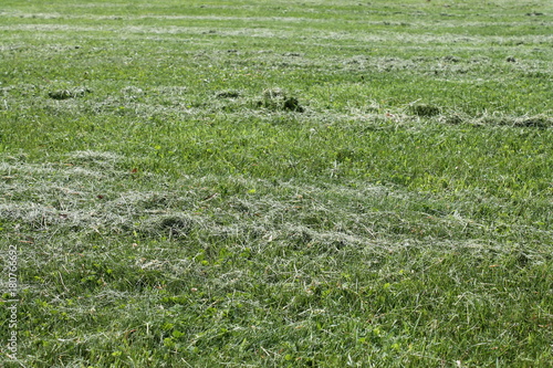 Grass clippings on freshly mowed lawn.