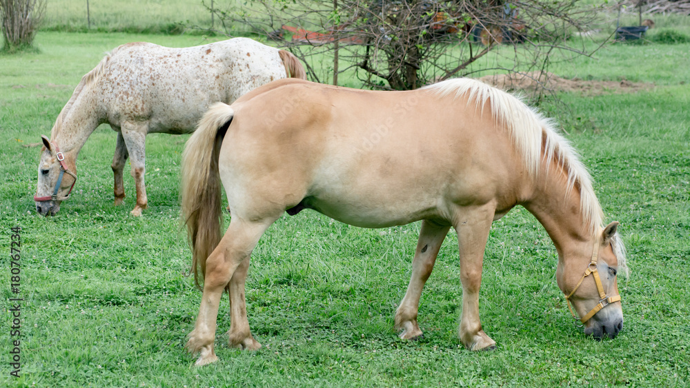 Horses Grazing in the Pasture (Halflinger, P.O.A) Horses Grazing in the Pasture (Halflinger, P.O.A)