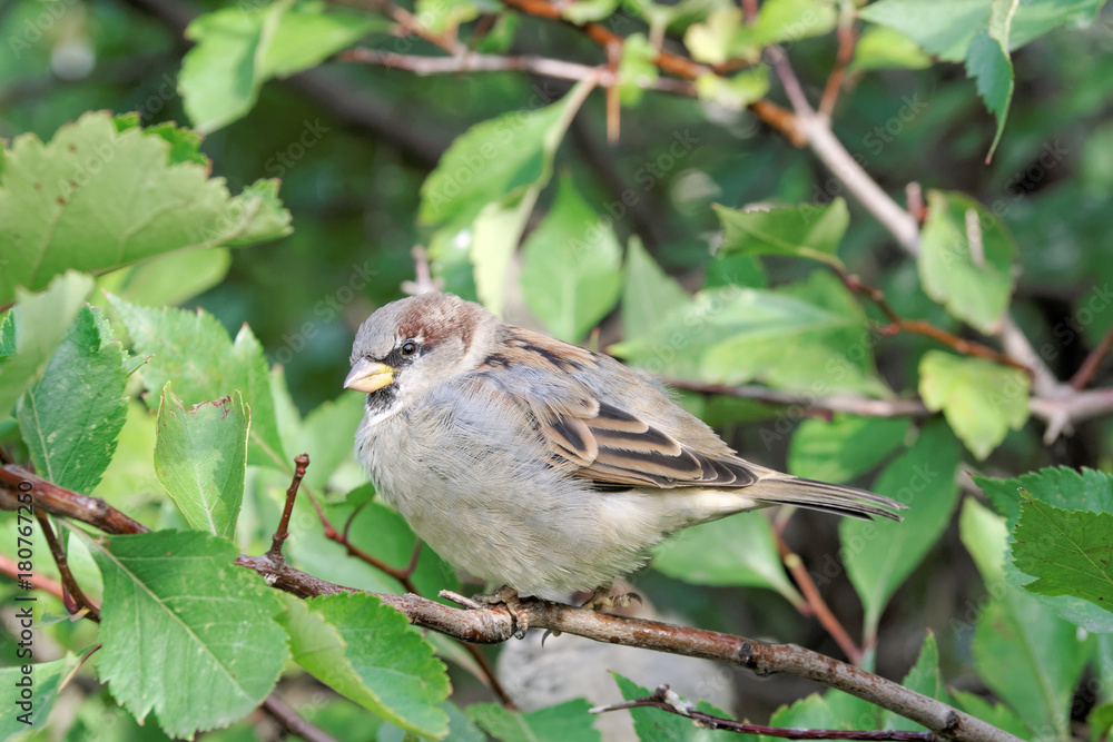 A small, insolent bird is a sparrow on a branch of a bush with green leaves. A small, insolent bird is a sparrow on a branch of a bush with green leaves.