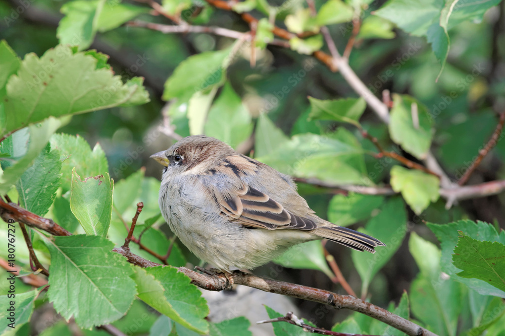 A small, insolent bird is a sparrow on a branch of a bush with green leaves. A small, insolent bird is a sparrow on a branch of a bush with green leaves.