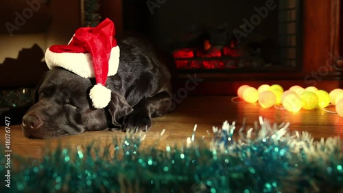 Christmas collage with Labrador. In front of the fireplace lying on the floor a Labrador in hat of Santa Claus near the Christmas accessories.