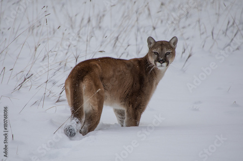 Mountain Lion