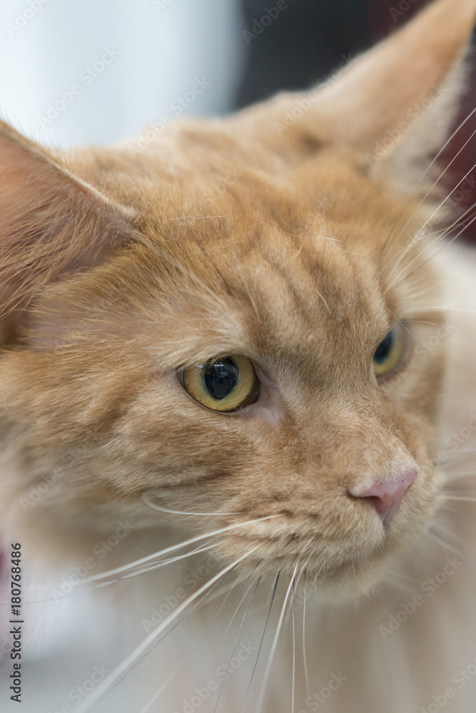 Beautiful muzzle of a red cat close-up, old wise cat with big green eyes, emotion of pets, selective focus