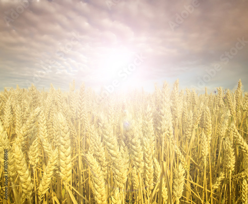 wheat field at the sunset