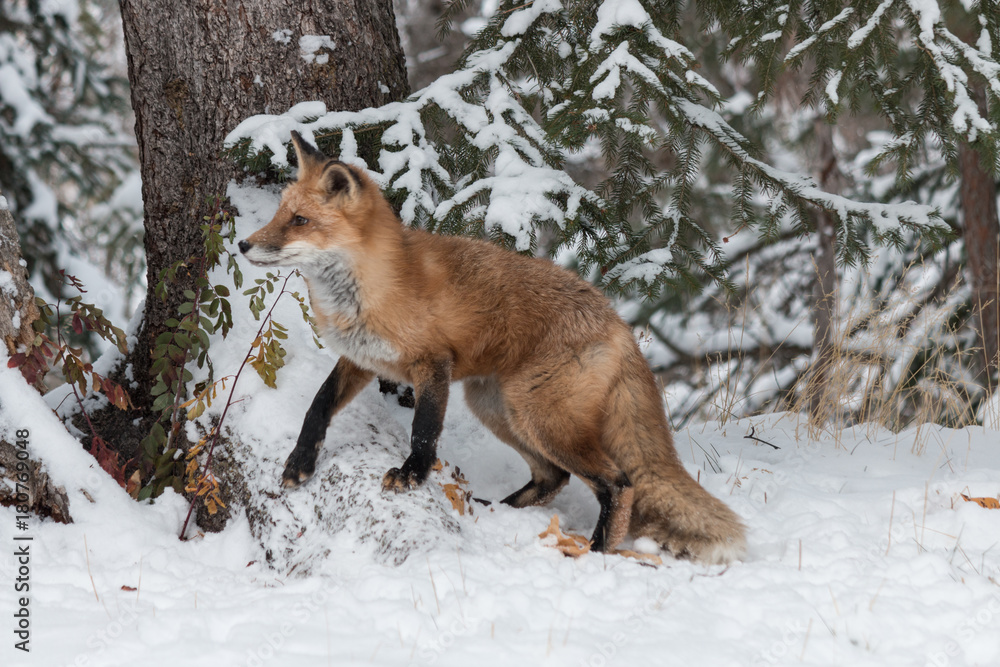 Obraz premium Red Fox