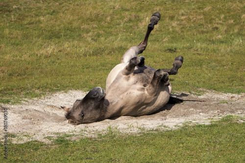 Konik horse enjoy scrubbing his back in the sand  nature reserve Oranjezon