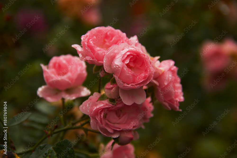 Roses in a botanic garden near Hyde Park after a rain, London