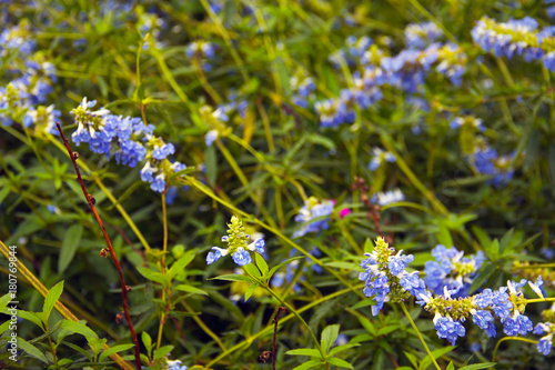 Beautiful blue flowers in a botanic garden, London