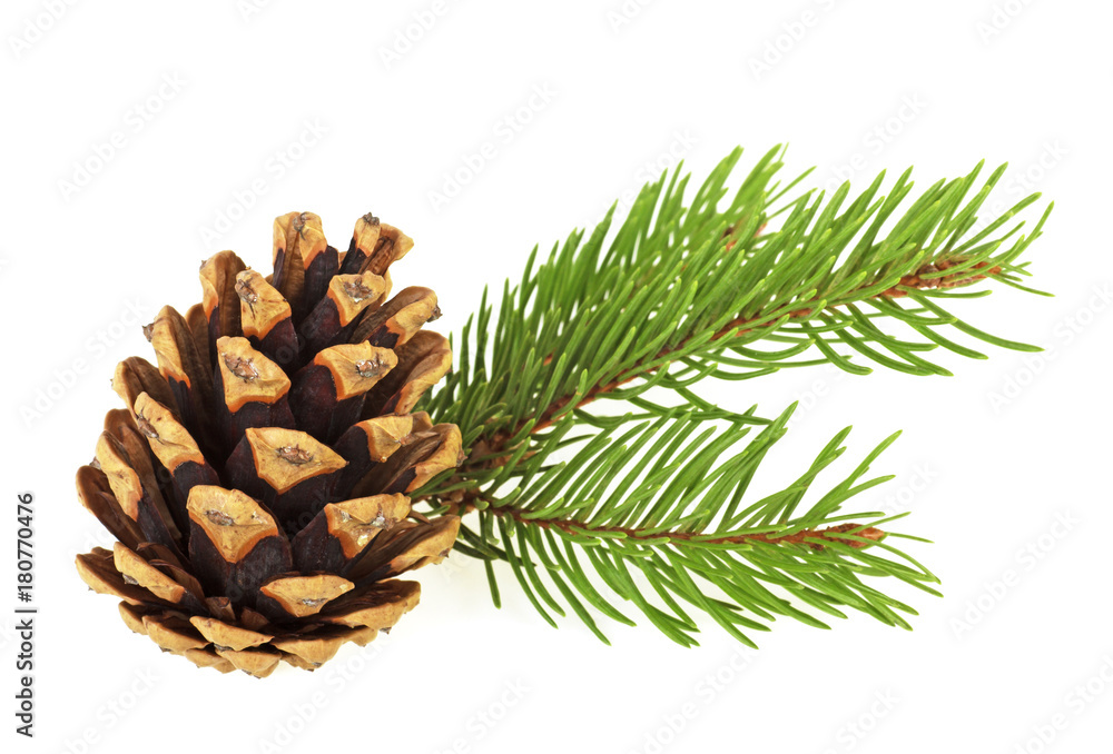Christmas decoration - bunch of fir tree with cone isolated on white background Christmas decoration - bunch of fir tree with cone isolated on white background