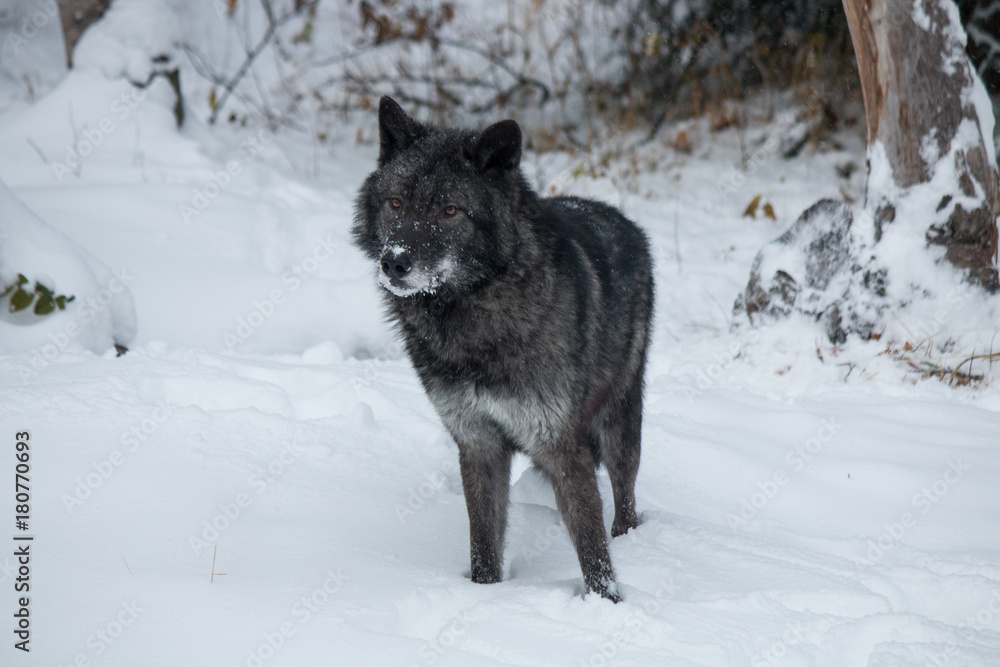 Obraz premium Tundra Wolf