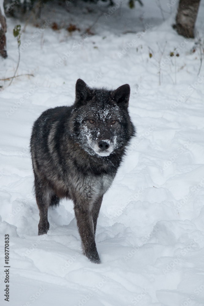Obraz premium Tundra Wolf