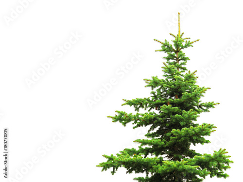 Christmas tree isolated on white background. Natural fresh green gorgeous spruce tree without ornaments. Object for decorating Christmas greetings for the site and printing
