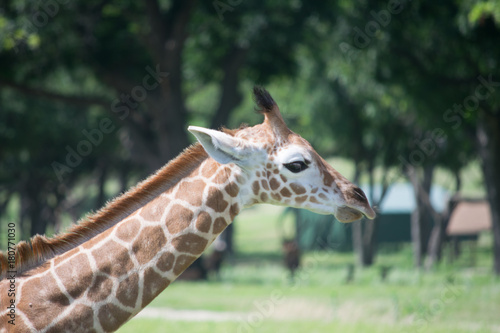 Canvas Print giraffes