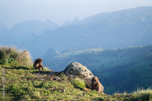 Group of Gelada Monkeys in the Simien Mountains, Ethiopia
