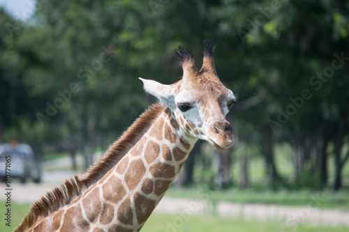 Photography giraffes