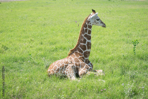 Photography giraffes