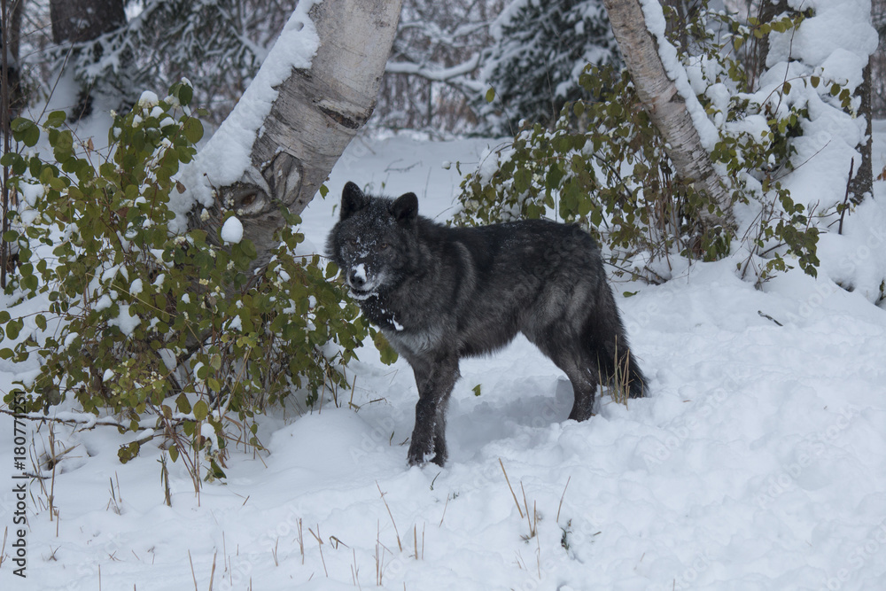 Obraz premium Tundra Wolf