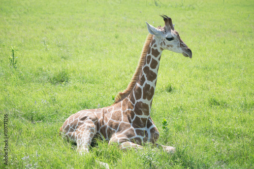 Canvas Print giraffes