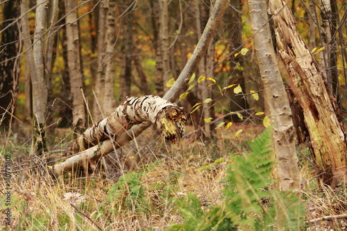 umgeknickte Birke im Wald photo