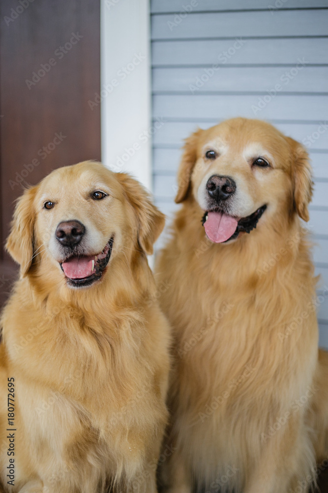 Golden Retriever Dogs Golden Retriever Dogs