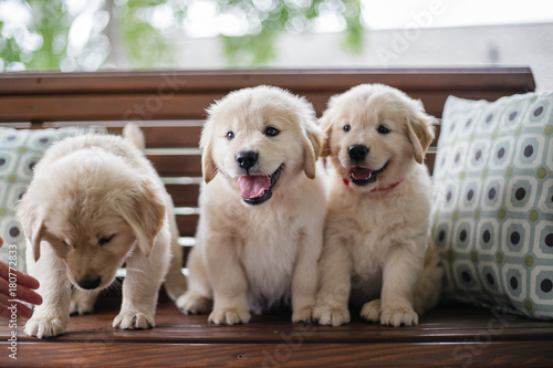 Fototapeta Naklejka Na Ścianę i Meble -  Golden Retriever Puppies