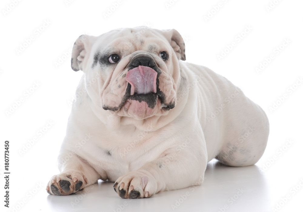 male english bulldog