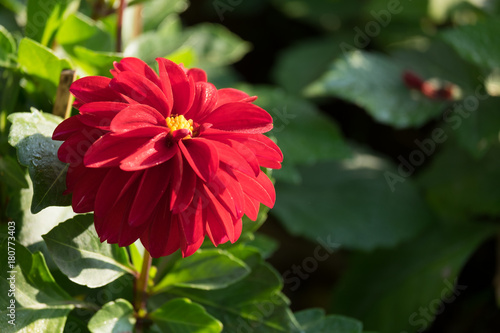Fototapeta Naklejka Na Ścianę i Meble -  Closeup of Red Dahlia flower in the field. Nature background