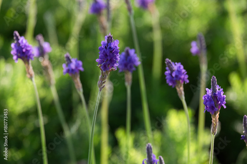 Closeup of purple lavender flowers in the field