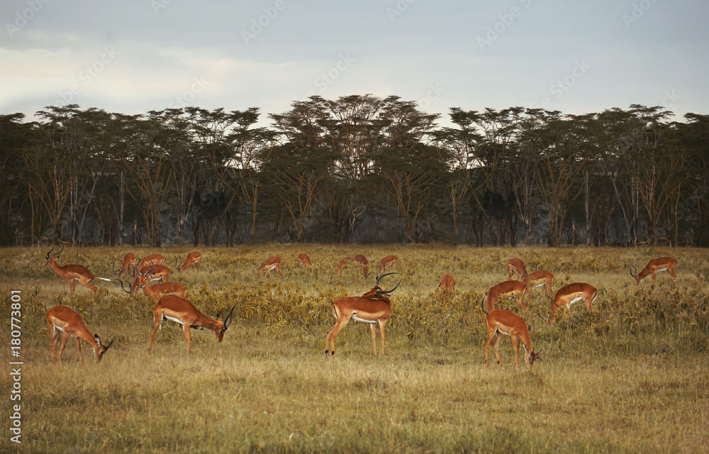 Grupo de impulsa comiendo en Masai Mara Grupo de impulsa comiendo en Masai Mara