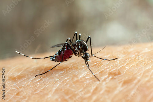 Dengue, zika and chikungunya fever mosquito (aedes aegypti) bitting human skin - drinking blood photo
