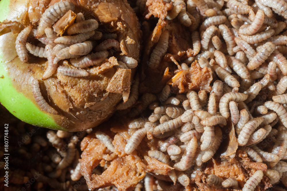 Larvae Hermetia illucens, the black soldier fly Larvae Hermetia illucens, the black soldier fly
