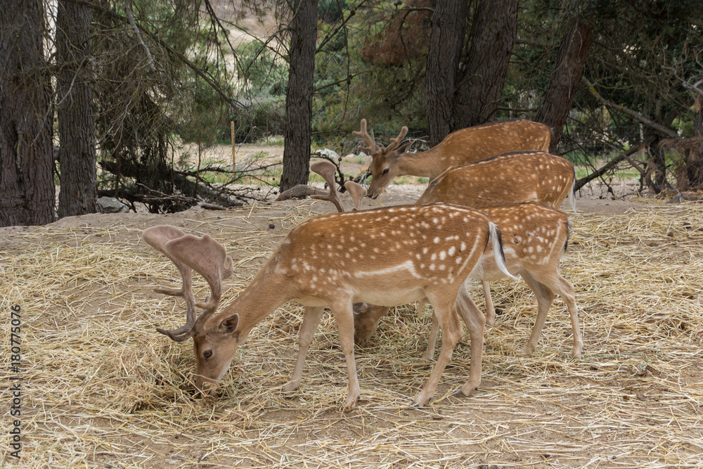 Group Of Four Fallow Deer Dama Dama grazing in the forest Group Of Four Fallow Deer Dama Dama grazing in the forest