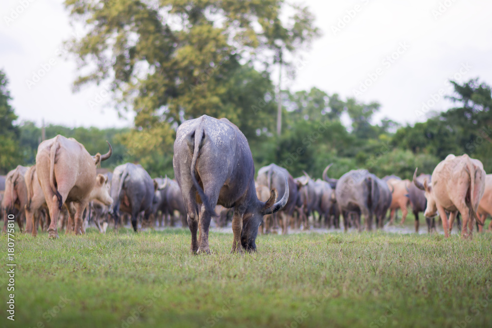 Buffalo in the field Buffalo in the field