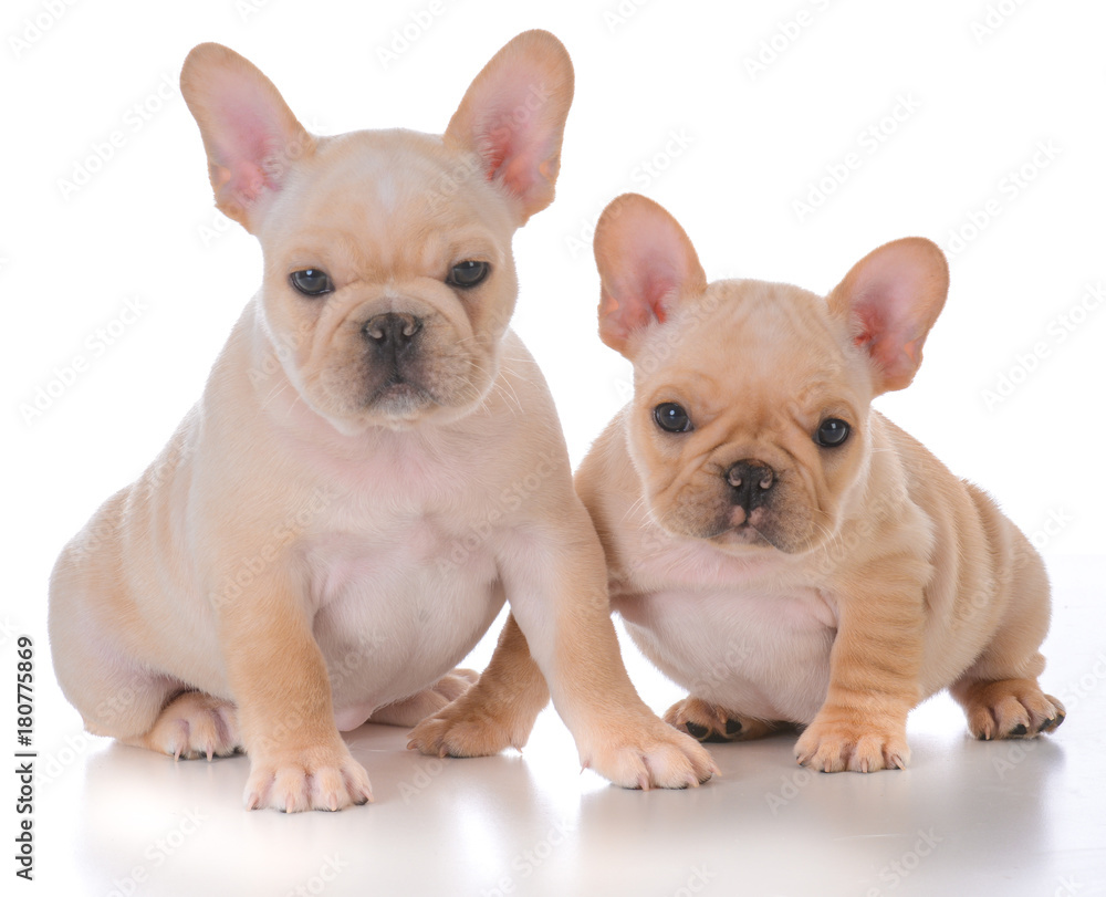 two french bulldog puppies