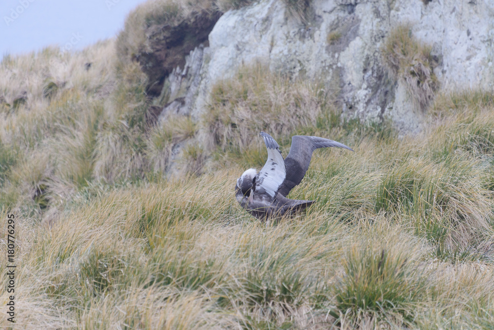 Albatros chick in the nest spreading wings Albatros chick in the nest spreading wings