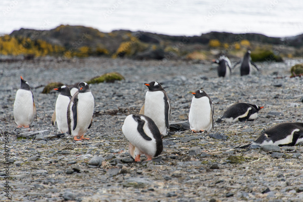 Obraz premium Penguins on the beach