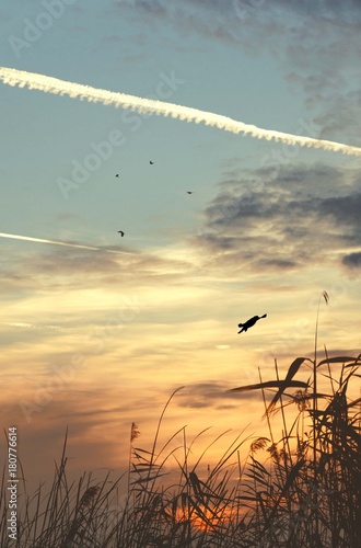 Bild auf Leinwand sunset clouds with birds silhouettes