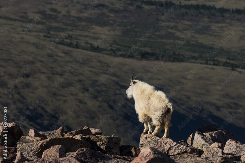 Obraz premium Mountain Goat with Dark Background